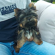 Armani participe au concours pour gagner de l'argent avec cette photo : dog, small_dog, puppy, person, lap, jeans, tshirt, outdoor, cushion, chair, furniture, greenery, casual, pet, fur, sitting, cute, companion, relaxing, hand