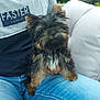 dog, small_dog, puppy, person, lap, jeans, tshirt, outdoor, cushion, chair, furniture, greenery, casual, pet, fur, sitting, cute, companion, relaxing, hand