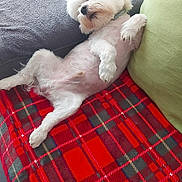 Cookie participe au concours pour gagner de l'argent avec cette photo : dog, white_dog, plaid_blanket, couch, green_cushion, indoor, relaxed, pet, fluffy, lying_down, cozy, fur, animal, companion, paw, snout, domestic_animal, resting, cute, comfortable
