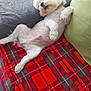 dog, white_dog, plaid_blanket, couch, green_cushion, indoor, relaxed, pet, fluffy, lying_down, cozy, fur, animal, companion, paw, snout, domestic_animal, resting, cute, comfortable