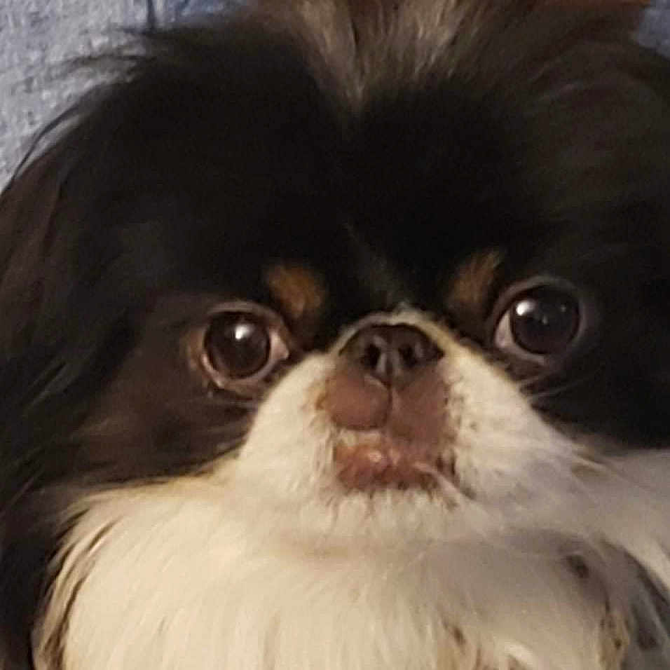 Rukia is registered to the contest to win money with this photo: animal, black_and_white, close_up, companion, cute, dog, expression, eyes, face, fluffy, friend, fur, indoor, looking, muzzle, nose, pet, portrait, small_dog, whiskers