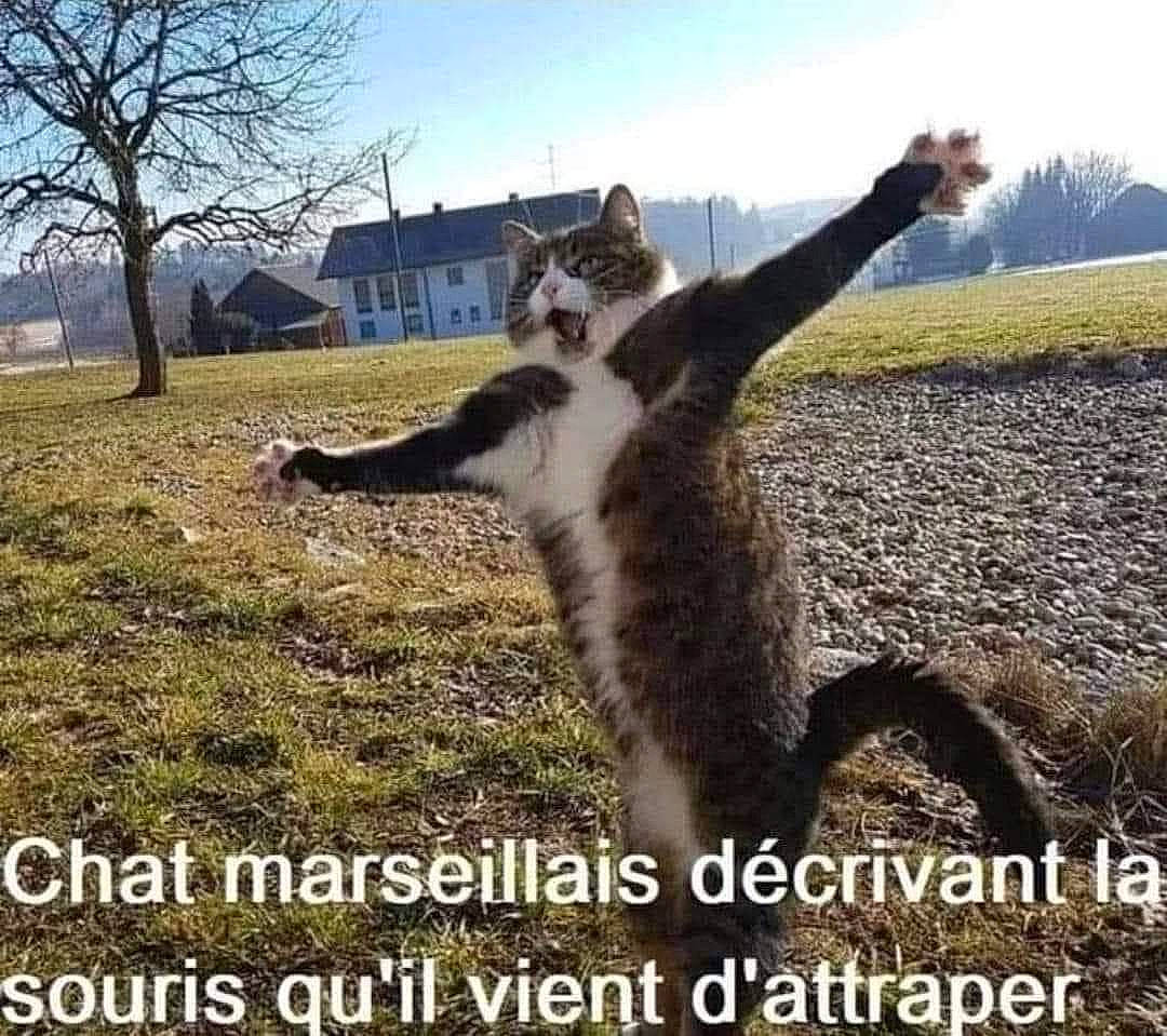Looping participe au concours pour gagner de l'argent avec cette photo : adaptation, cat, cloud, fur, grass, grassland, happy, landscape, meteorological_phenomenon, mountainous_landforms, natural_landscape, organism, photo_caption, plant, sky, tail, terrestrial_animal, tree, wilderness, window