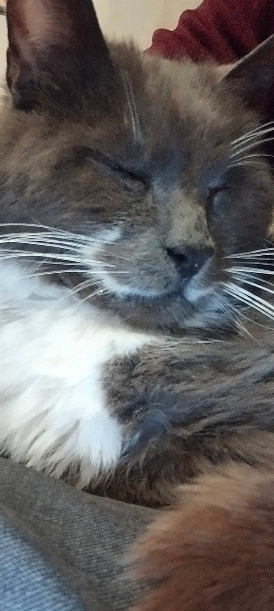Looping a rejoint le concours — aidez-le/la à gagner de superbes lots ! british_longhair, carnivore, cat, claw, domestic_short_haired_cat, felidae, fur, grey, paw, small_to_medium_sized_cats, snout, tail, terrestrial_animal, whiskers