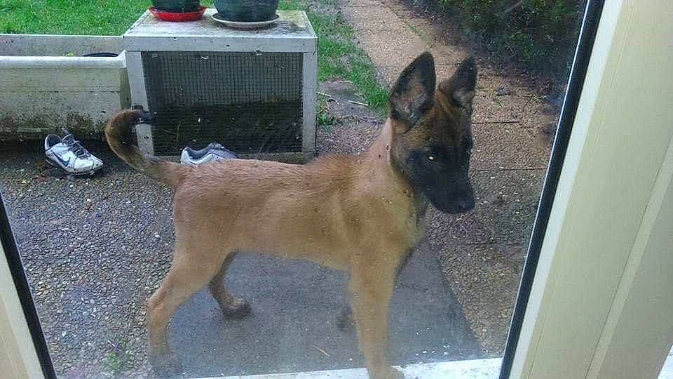 Lokss participe au concours pour gagner de l'argent avec cette photo : belgian_shepherd_malinois, carnivore, dog, dog_breed, door, fawn, fixture, gas, grass, old_german_shepherd_dog, road_surface, terrestrial_animal, window, working_animal, working_dog