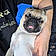 Pugsley