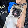 Pugsley is registered to the contest to win money with this photo: dog, pug, sleeping, tongue_out, pet, animal, human_arm, hand, nail_polish, black_shirt, text_on_shirt, closeup, indoor, relaxing, cute, small_dog, fur, face, resting, comfort