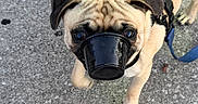 Pugsley joined the competition — help win amazing prizes! dog, pug, pet, animal, canine, muzzle, harness, leash, outdoor, sidewalk, standing, looking_at_camera, wrinkled_face, short_hair, fawn_coat, black_mask, blue_leash, close_up, funny, portrait