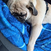Pugsley is registered to the contest to win money with this photo: pug, dog, sleeping, sleepy, puppy, wrinkled_face, fawn_coat, black_muzzle, floppy_ears, paw, blanket, blue_blanket, harness, indoor, car_seat, close_up, resting, cute, pet, nap