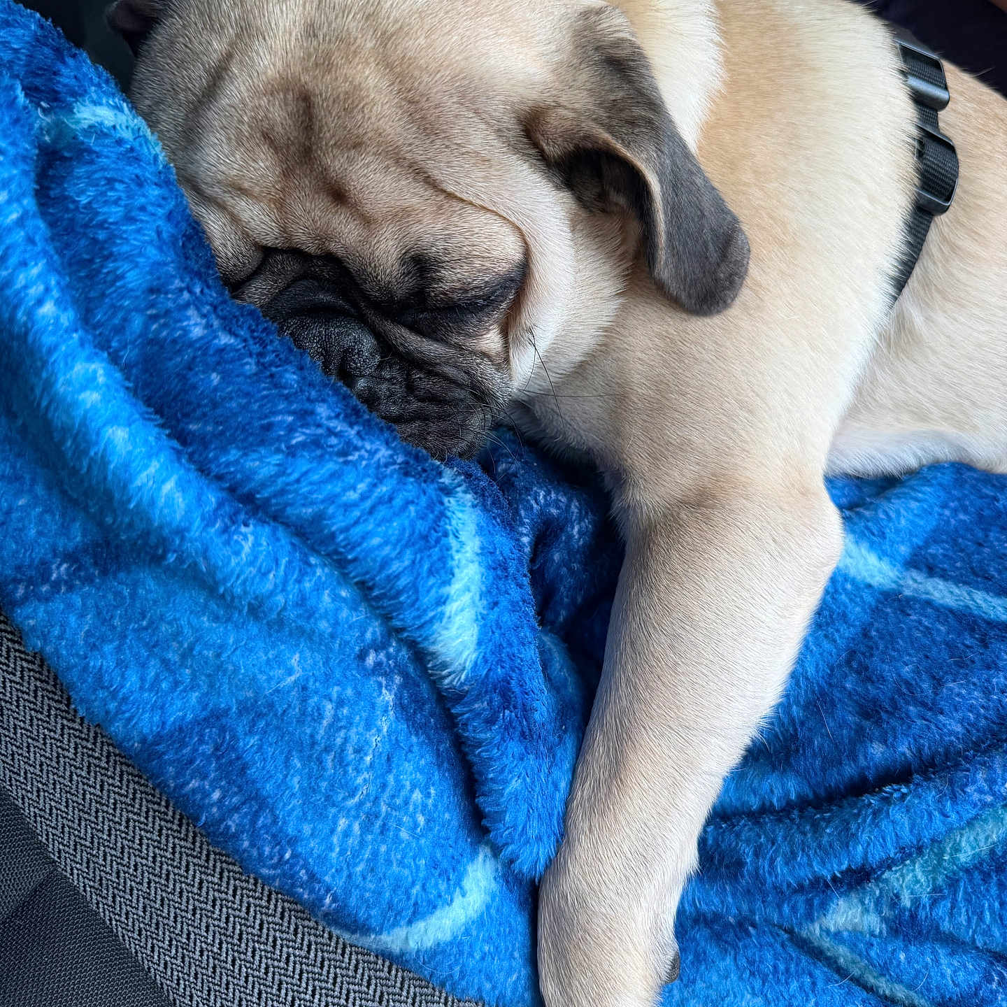 Pugsley is registered to the contest to win money with this photo: pug, dog, sleeping, sleepy, puppy, wrinkled_face, fawn_coat, black_muzzle, floppy_ears, paw, blanket, blue_blanket, harness, indoor, car_seat, close_up, resting, cute, pet, nap
