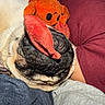 Pugsley is registered to the contest to win money with this photo: dog, pug, pet, sleeping, sleepy, scarf, hat, plush_toy, orange, red, cushion, couch, close_up, portrait, indoors, cozy, wrinkled_face, black_muzzle, fur, relaxed
