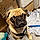 Pugsley
