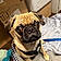 Pugsley