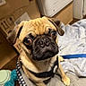 Pugsley is registered to the contest to win money with this photo: dog, pug, pet, animal, leash, blanket, bed, indoor, brown, black_face, fur, ears, whiskers, floor, cardboard_boxes, plastic_container, curious, closeup, companion, cute