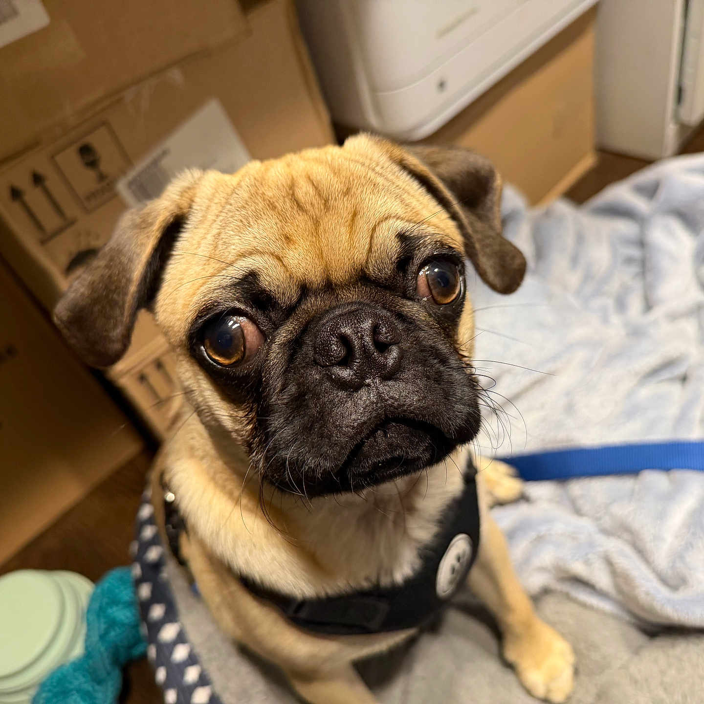 Pugsley is registered to the contest to win money with this photo: dog, pug, pet, animal, leash, blanket, bed, indoor, brown, black_face, fur, ears, whiskers, floor, cardboard_boxes, plastic_container, curious, closeup, companion, cute
