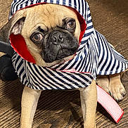 Pugsley joined the competition — help win amazing prizes! dog, pug, raincoat, striped, hood, pet, indoor, wooden_floor, brown, cute, small_dog, animal, canine, portrait, clothing, looking_up, sitting, adorable, pet_clothing, companion