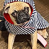 dog, pug, raincoat, striped, hood, pet, indoor, wooden_floor, brown, cute, small_dog, animal, canine, portrait, clothing, looking_up, sitting, adorable, pet_clothing, companion