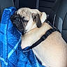 Pugsley joined the competition — help win amazing prizes! dog, pug, sleeping, car, car_seat, blanket, blue_blanket, harness, pet, animal, wrinkles, short_hair, fawn_coat, black_muzzle, indoors, travel, passenger, cozy, resting, portrait