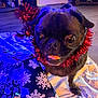 dog, black_dog, tinsel, holiday_decorations, christmas, gift_wrap, snowflakes, blue_bow, indoor, floor, carpet, present, festive, close_up, pet, animal, cute, tongue_out, decor, celebration