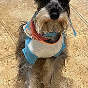 Bruno is registered to the contest to win money with this photo: dog, schnauzer, pet, animal, bandana, clothing, indoor, floor, tile, fur, beard, ears, cute, small_dog, looking_up, portrait, sitting, whiskers, domestic_animal, companion
