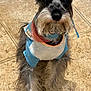 dog, schnauzer, pet, animal, bandana, clothing, indoor, floor, tile, fur, beard, ears, cute, small_dog, looking_up, portrait, sitting, whiskers, domestic_animal, companion