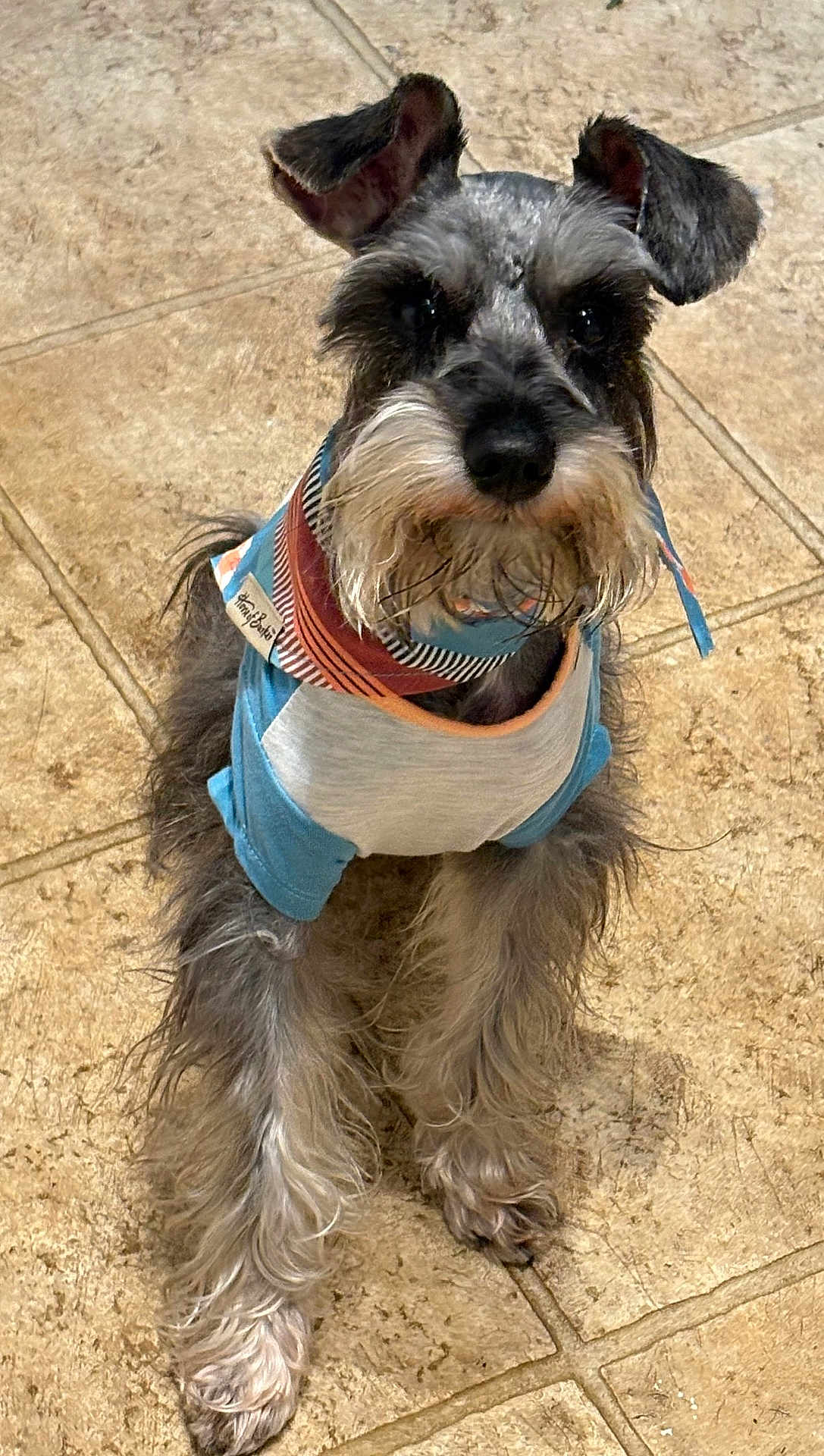 Bruno is registered to the contest to win money with this photo: dog, schnauzer, pet, animal, bandana, clothing, indoor, floor, tile, fur, beard, ears, cute, small_dog, looking_up, portrait, sitting, whiskers, domestic_animal, companion