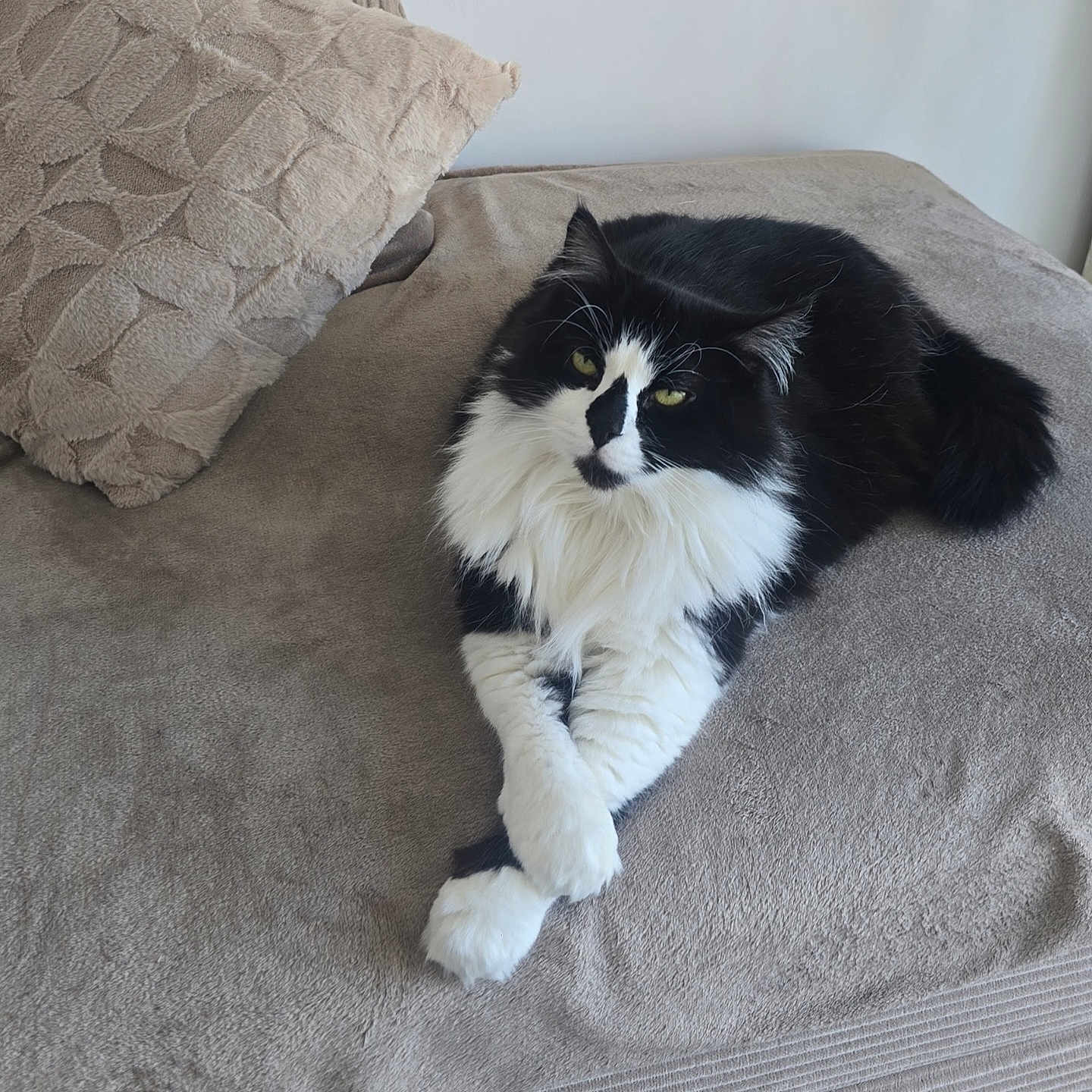 Oreo a rejoint le concours — aidez-le/la à gagner de superbes lots ! animal, black_and_white, cat, couch, cozy, crossed_paws, cute, domestic, feline, fluffy, fur, home, indoor, mammal, pet, pillow, relaxed, resting, soft_texture, whiskers