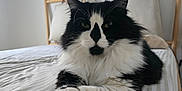 Oreo a rejoint le concours — aidez-le/la à gagner de superbes lots ! animal, bed, bedroom, bedsheet, blanket, cat, computer, couch, cushion, electronics, furniture, homedecor, indoors, interiordesign, kitten, laptop, manx, pc, pet, room