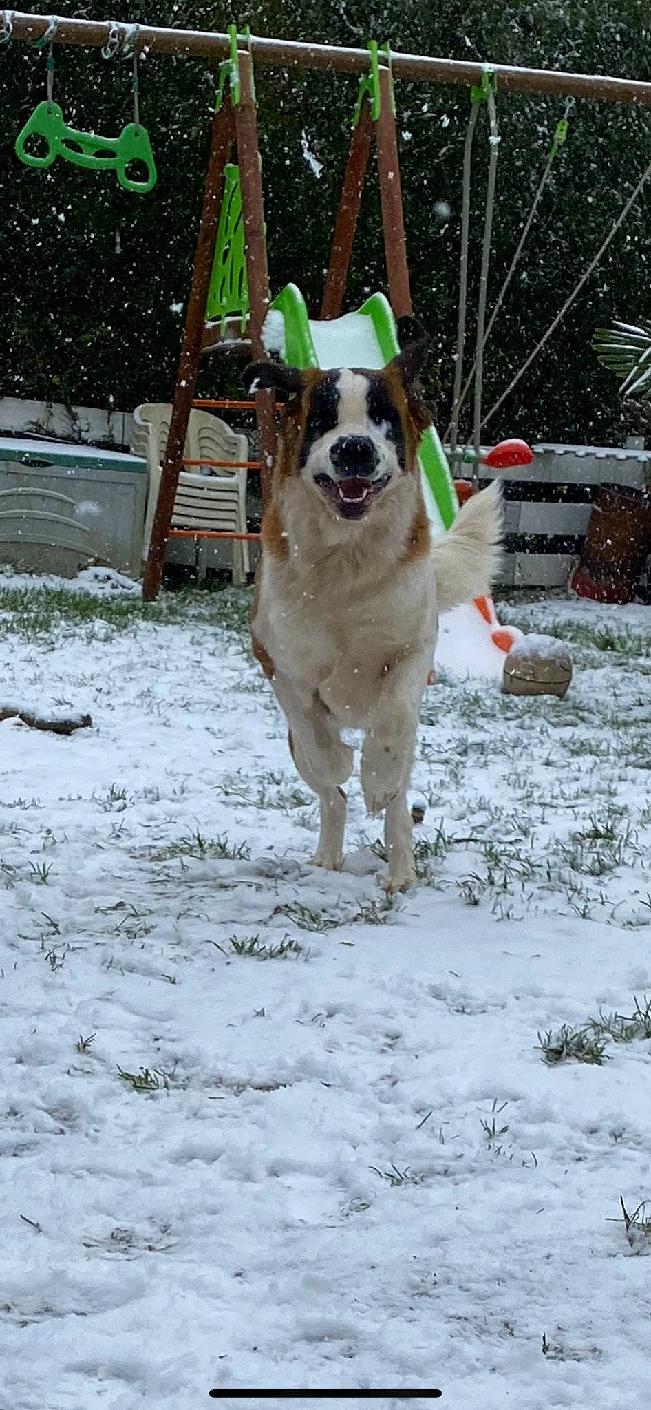 Paprika a rejoint le concours — aidez-le/la à gagner de superbes lots ! canidae, collar, companion_dog, dog, dog_breed, dog_collar, dog_supply, fawn, freezing, gun_dog, leash, pet_supply, plant, precipitation, snout, snow, tail, winter, working_animal, working_dog