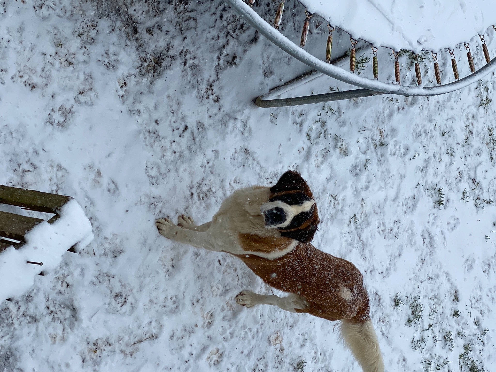 Paprika participe au concours pour gagner de l'argent avec cette photo : beak, eyewear, fawn, freezing, fur, perching_bird, precipitation, slope, snout, snow, tail, terrestrial_animal, twig, white, wildlife, winter, winter_storm, wood