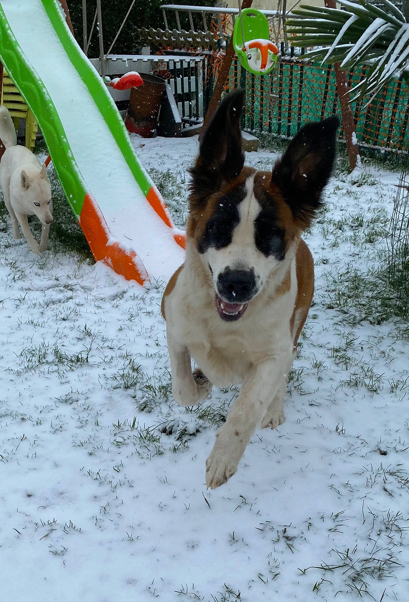 Paprika participe au concours pour gagner de l'argent avec cette photo : ball, canidae, carnivore, chair, collar, companion_dog, dog, dog_breed, dog_supply, door, fawn, fence, pet_supply, plant, recreation, snow, sporting_group, tail, winter, working_dog