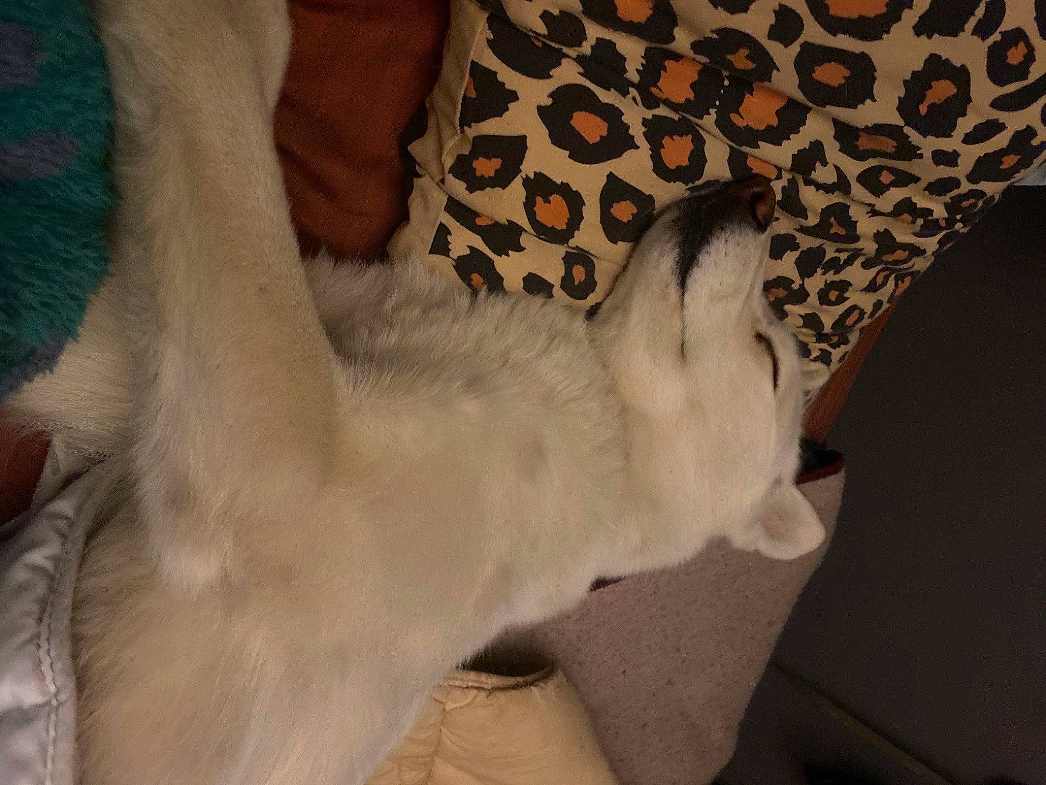 Paprika a rejoint le concours — aidez-le/la à gagner de superbes lots ! carnivore, cat, claw, comfort, companion_dog, dog_breed, ear, fawn, felidae, foot, fur, gesture, human_leg, linens, paw, small_to_medium_sized_cats, snout, tail, thigh, whiskers