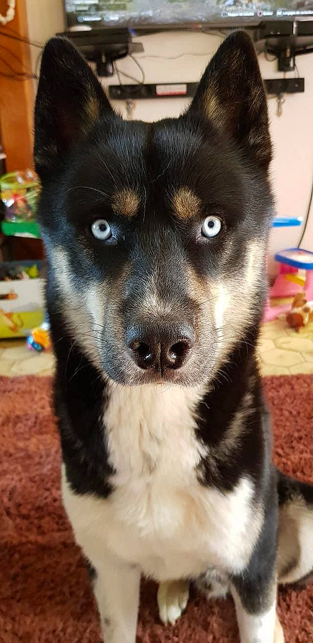 Naveen a rejoint le concours — aidez-le/la à gagner de superbes lots ! canidae, carnivore, collar, companion_dog, dog, dog_breed, dog_collar, dog_supply, electric_blue, fawn, fur, jaw, non_sporting_group, pet_supply, snout, sporting_group, terrestrial_animal, whiskers, working_animal, working_dog