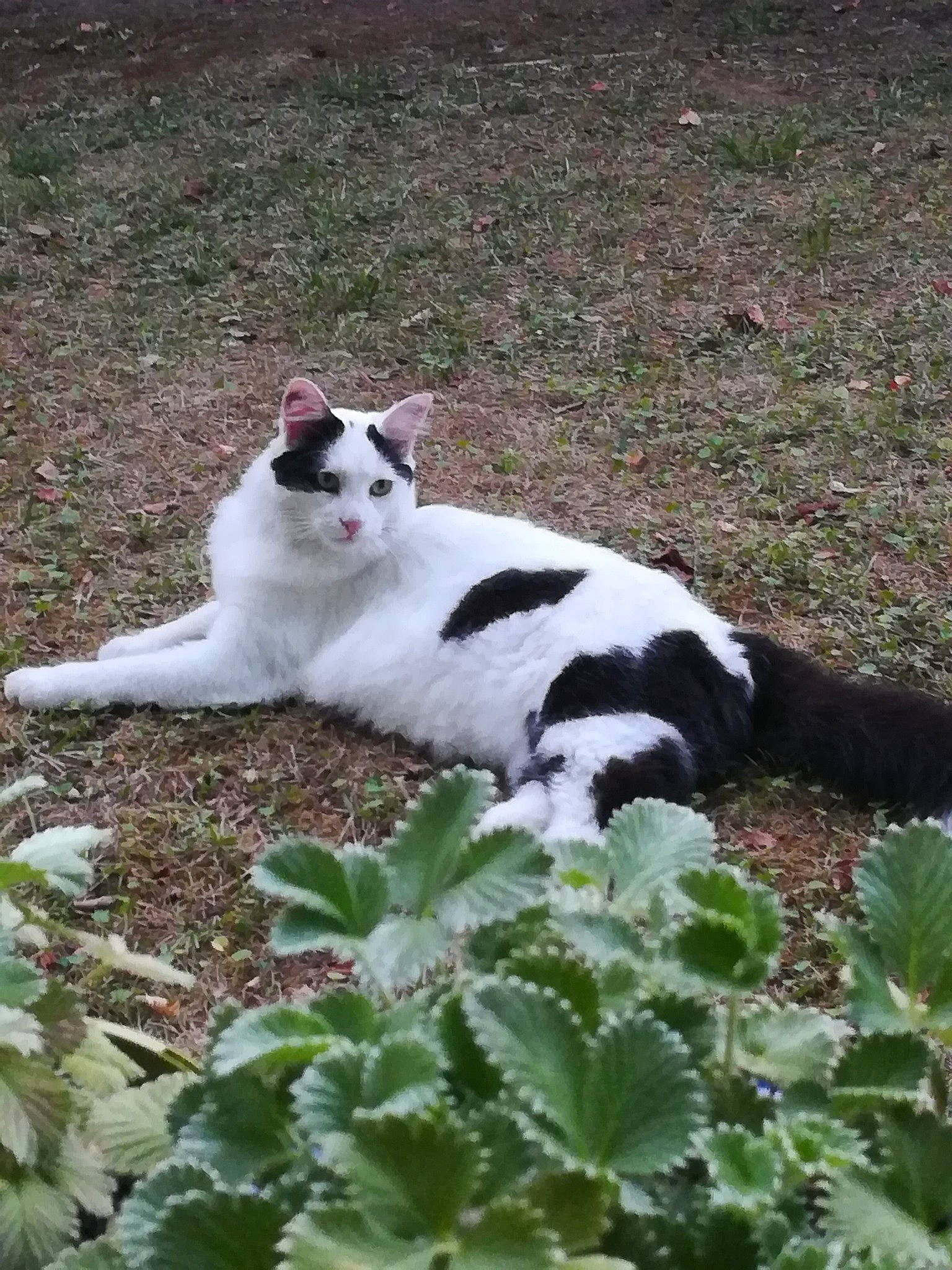 Ody participe au concours pour gagner de l'argent avec cette photo : annual_plant, carnivore, cat, domestic_short_haired_cat, felidae, flowering_plant, fur, grass, groundcover, herb, herbaceous_plant, leaf, leaf_vegetable, paw, plant, shrub, small_to_medium_sized_cats, tail, terrestrial_animal, whiskers