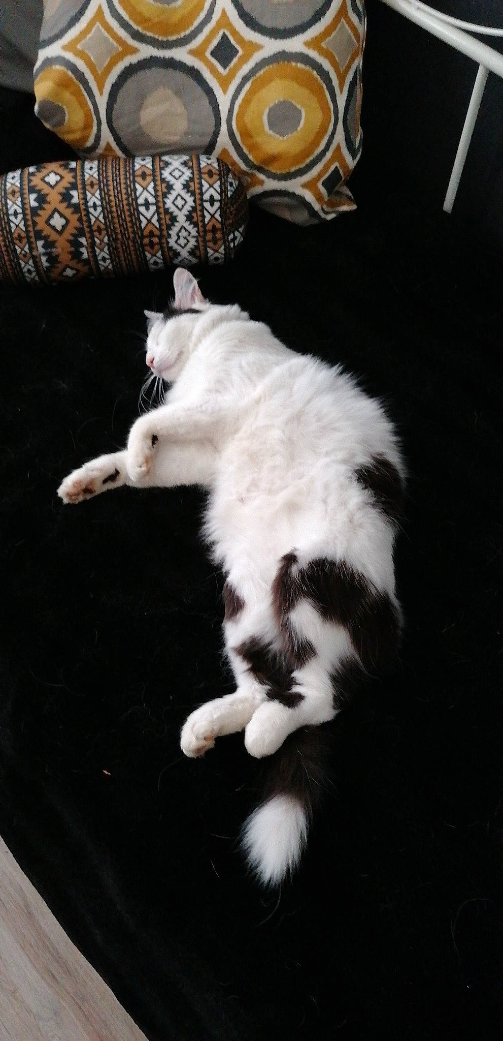 Ody a rejoint le concours — aidez-le/la à gagner de superbes lots ! carnivore, cat, claw, darkness, domestic_short_haired_cat, felidae, fur, paw, small_to_medium_sized_cats, tail, terrestrial_animal, whiskers