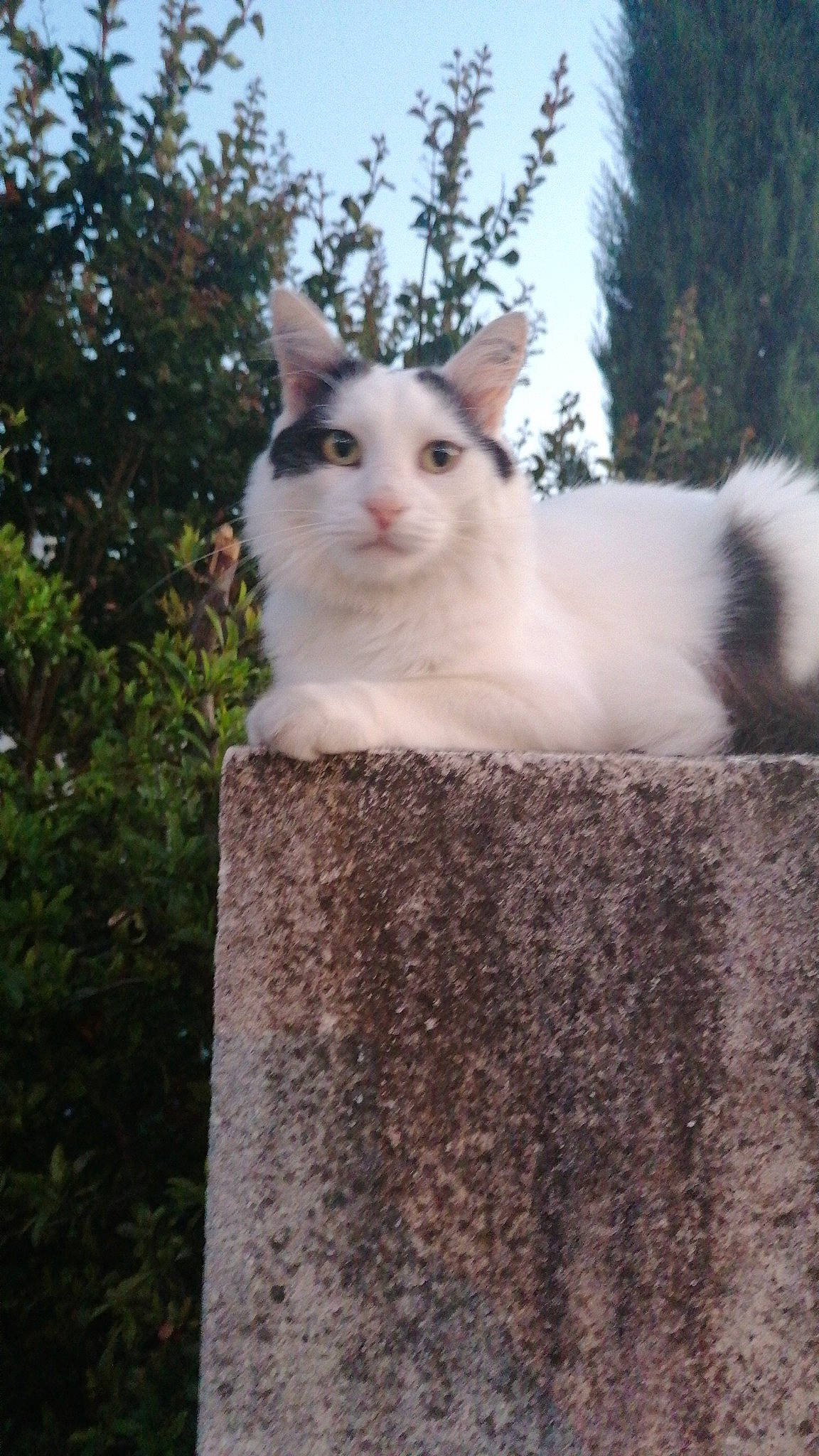 Ody a rejoint le concours — aidez-le/la à gagner de superbes lots ! carnivore, cat, domestic_short_haired_cat, eye, fawn, felidae, fur, grass, paw, plant, sitting, sky, small_to_medium_sized_cats, snout, tail, tree, whiskers, wildlife, window, wood