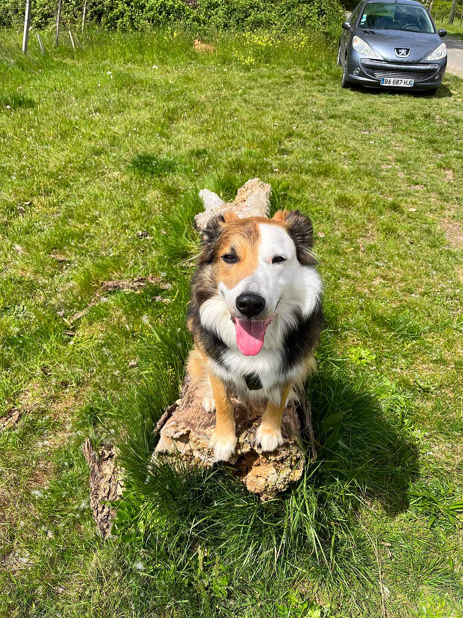 Patxo participe au concours pour gagner de l'argent avec cette photo : automotive_exterior, automotive_lighting, car, carnivore, companion_dog, dog, dog_breed, family_car, grass, grassland, groundcover, herding_dog, lawn, mid_size_car, plant, recreation, tail, vehicle, vehicle_door, vehicle_registration_plate