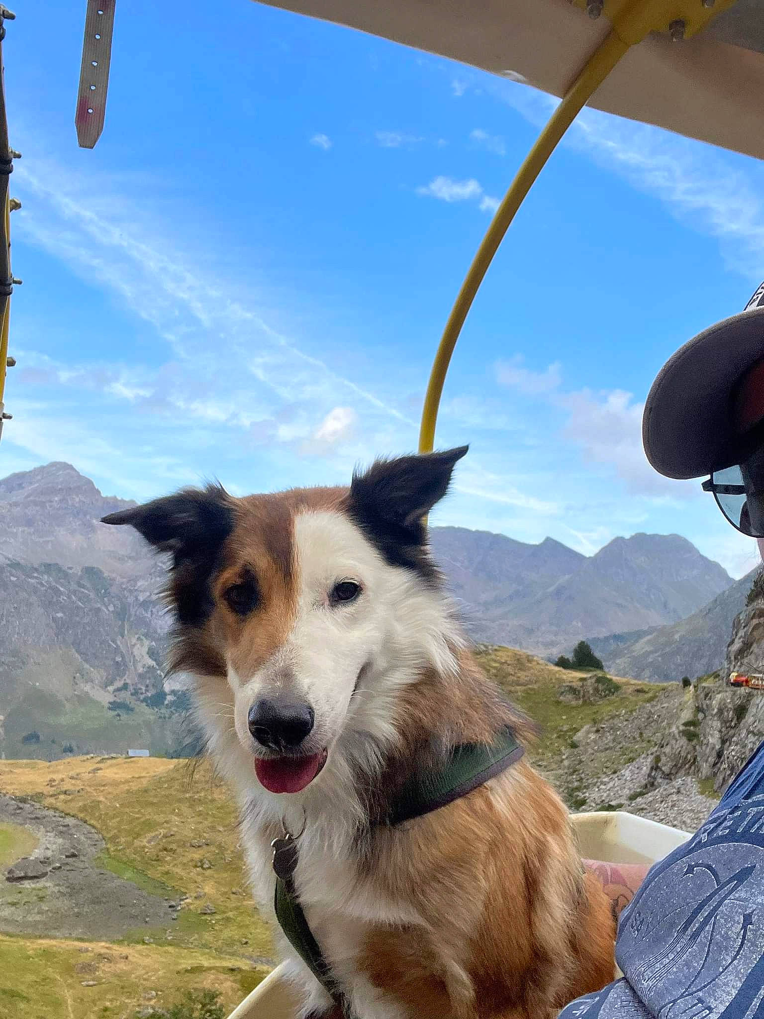 Patxo participe au concours pour gagner de l'argent avec cette photo : adventure, carnivore, cloud, collar, companion_dog, cumulus, dog, dog_breed, dog_collar, landscape, mountain, mountain_range, mountainous_landforms, plant, recreation, sky, sporting_group, travel, walking, working_dog