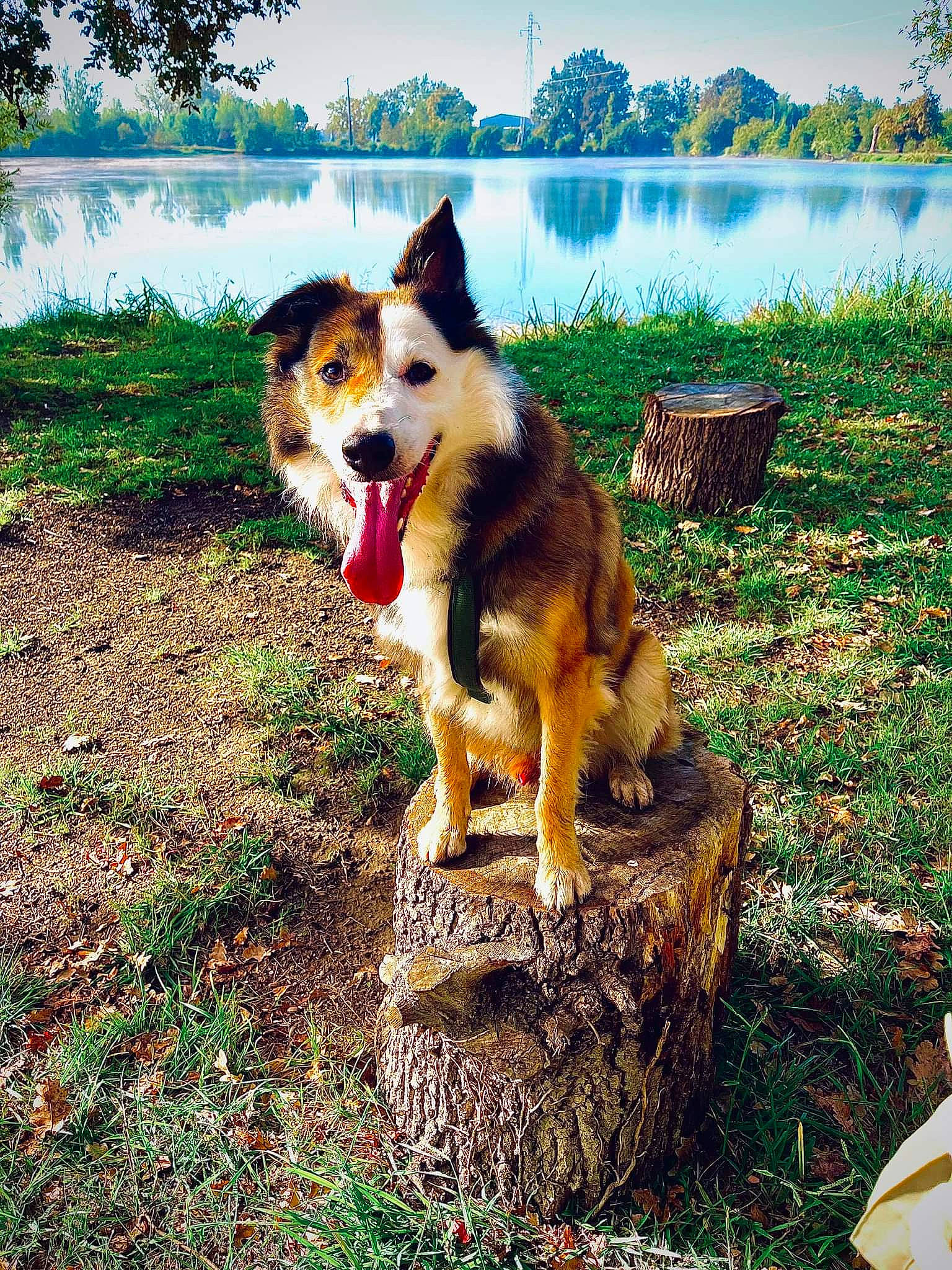 Patxo participe au concours pour gagner de l'argent avec cette photo : art, canidae, carnivore, collie, companion_dog, dog, dog_breed, grass, herding_dog, landscape, natural_landscape, people_in_nature, plant, shetland_sheepdog, sky, sporting_group, tail, tree, water, working_animal