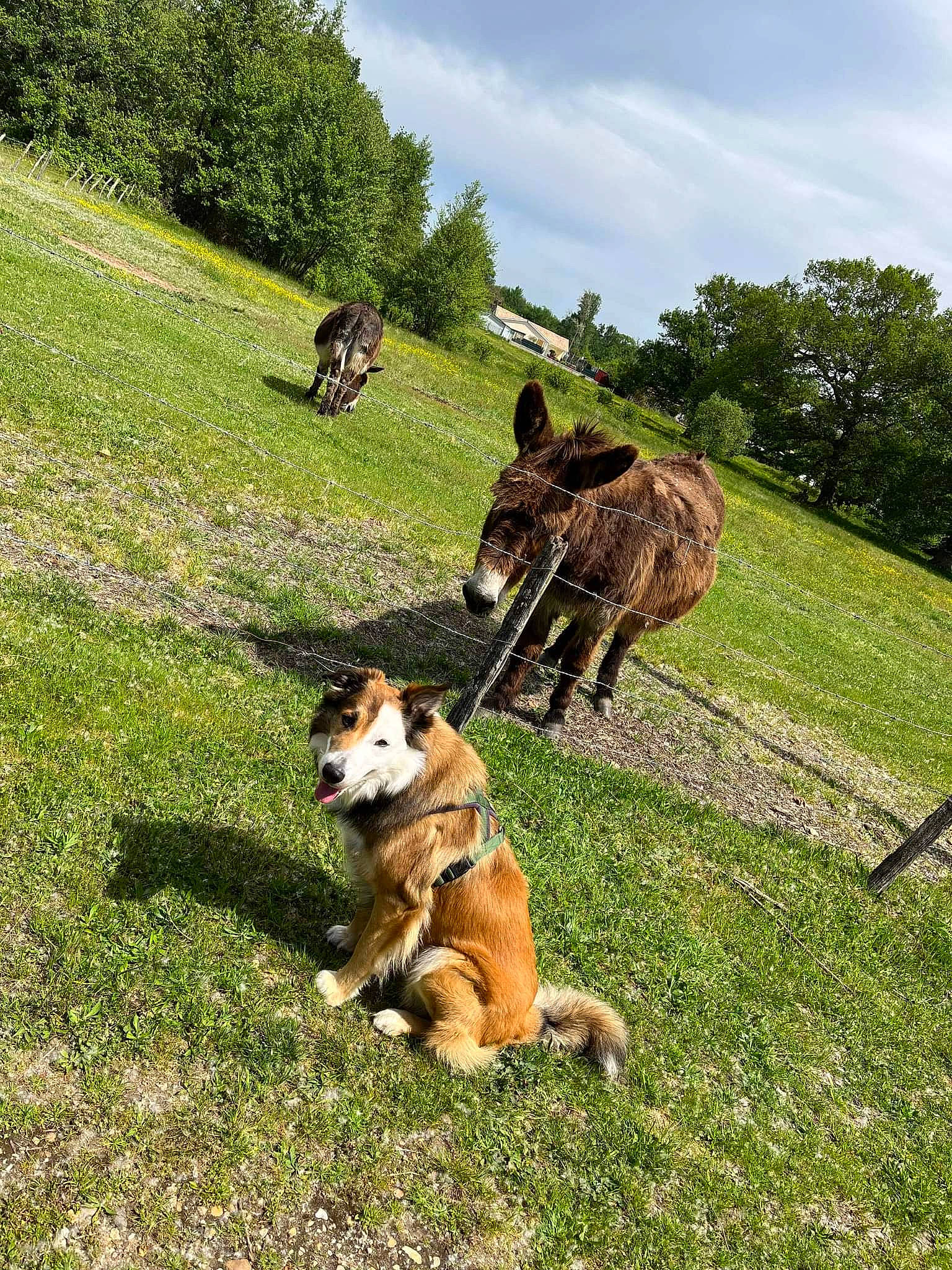 Patxo a rejoint le concours — aidez-le/la à gagner de superbes lots ! carnivore, cloud, companion_dog, dog, dog_breed, fawn, grass, grassland, grazing, landscape, lawn, mammal, meadow, pack_animal, people_in_nature, plant, sky, tail, tree, working_animal