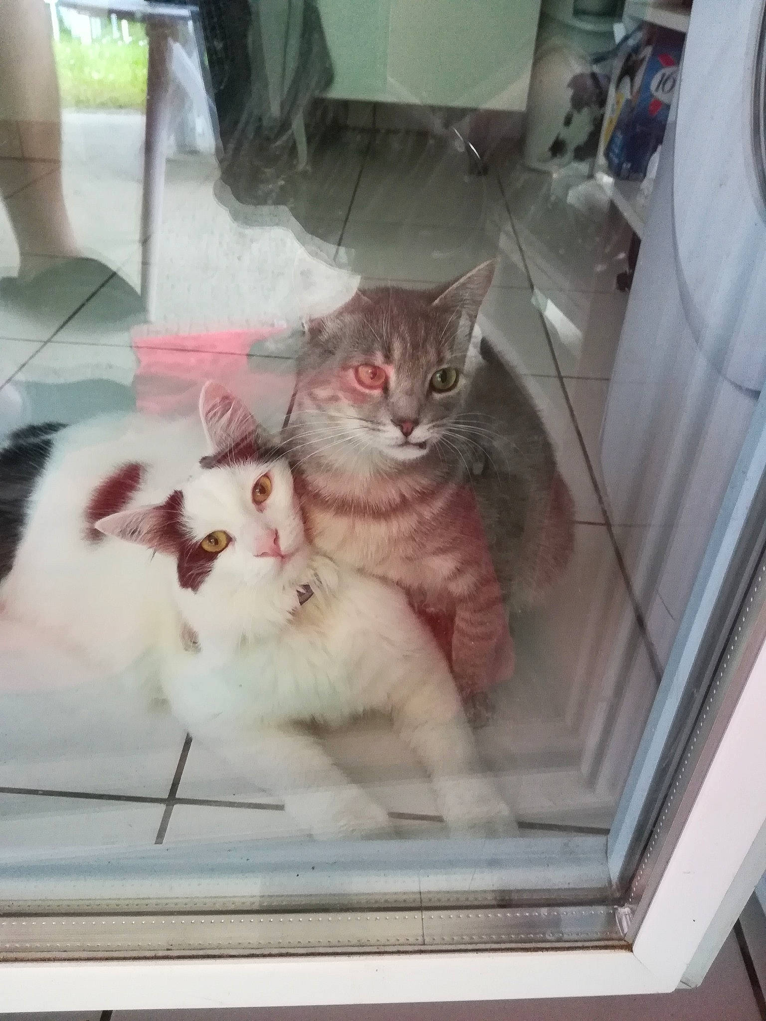 Opale a rejoint le concours — aidez-le/la à gagner de superbes lots ! animal_shelter, carnivore, cat, cat_supply, comfort, domestic_short_haired_cat, felidae, flooring, fur, kitchen_appliance, paw, pet_supply, refrigerator, small_to_medium_sized_cats, tail, whiskers, window, wood