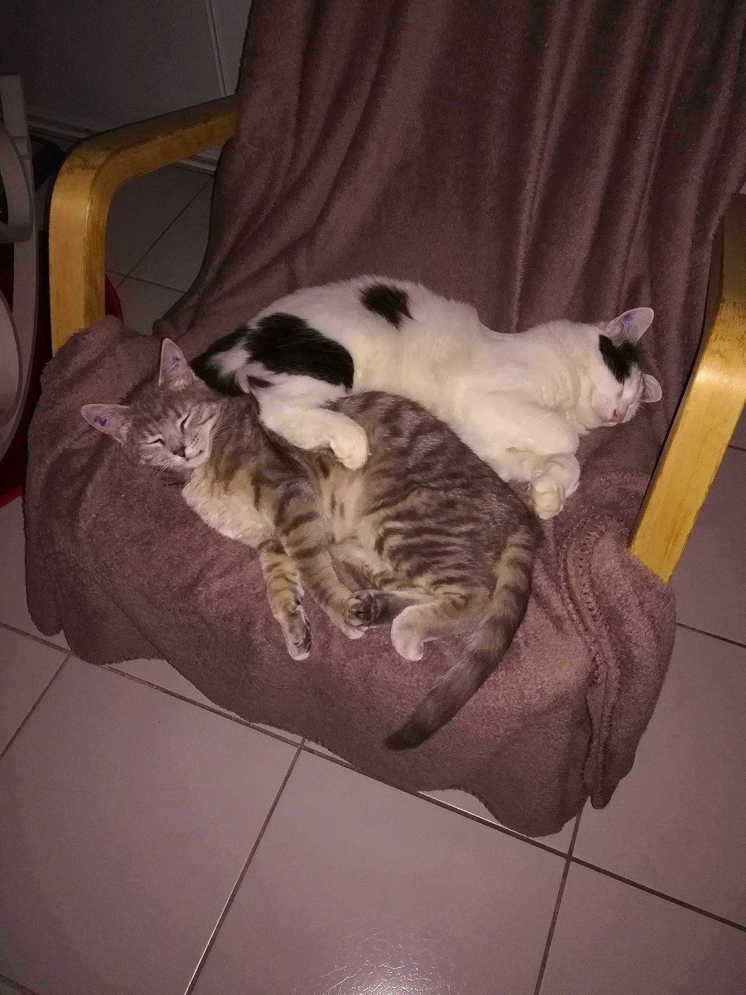 Opale a rejoint le concours — aidez-le/la à gagner de superbes lots ! carnivore, cat, comfort, companion_dog, dog_breed, domestic_short_haired_cat, felidae, flooring, fur, furniture, hardwood, interior_design, linens, mammal, small_to_medium_sized_cats, sporting_group, tail, vertebrate, whiskers, wood