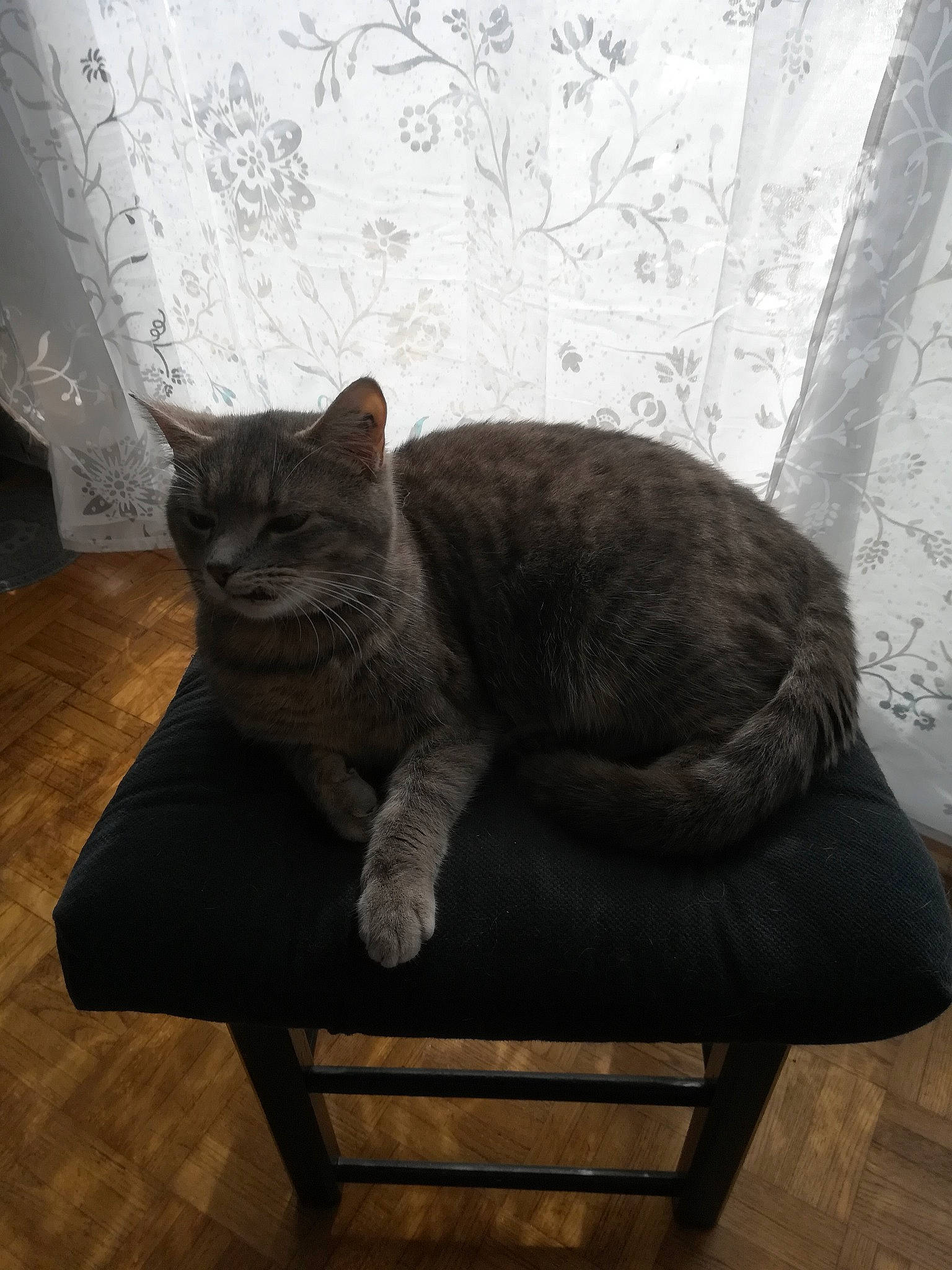 Opale participe au concours pour gagner de l'argent avec cette photo : carnivore, cat, chair, comfort, domestic_short_haired_cat, felidae, flooring, fur, furniture, grey, hardwood, outdoor_bench, outdoor_furniture, plant, small_to_medium_sized_cats, table, tail, whiskers, window, wood