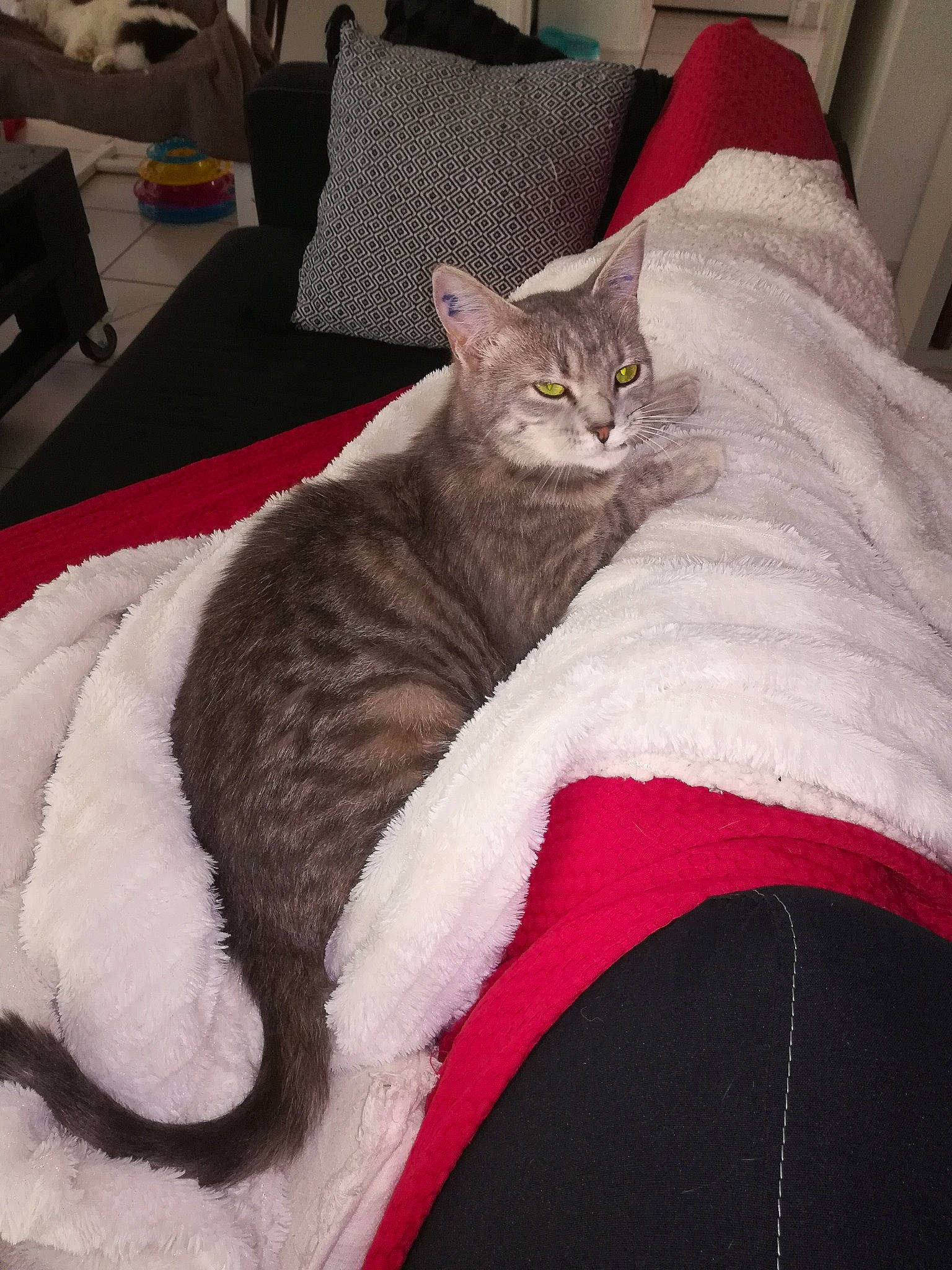 Opale participe au concours pour gagner de l'argent avec cette photo : bed, carnivore, cat, cat_bed, cat_supply, claw, comfort, couch, domestic_short_haired_cat, fawn, felidae, fur, furniture, grey, linens, paw, room, small_to_medium_sized_cats, tail, whiskers