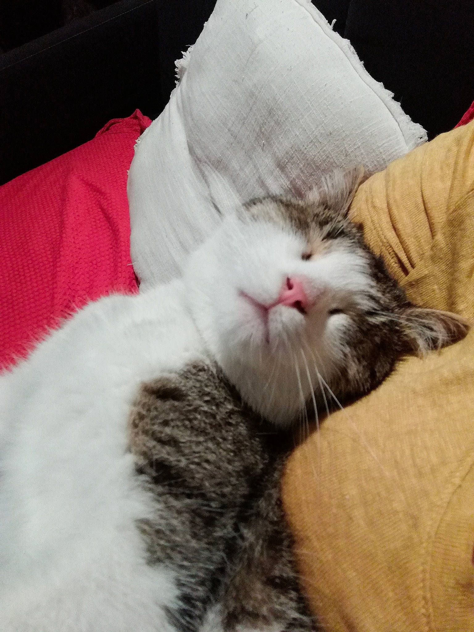 Mystic a rejoint le concours — aidez-le/la à gagner de superbes lots ! carnivore, cat, claw, cloud, comfort, domestic_short_haired_cat, felidae, fur, leg, linens, nap, paw, sleep, small_to_medium_sized_cats, tail, whiskers