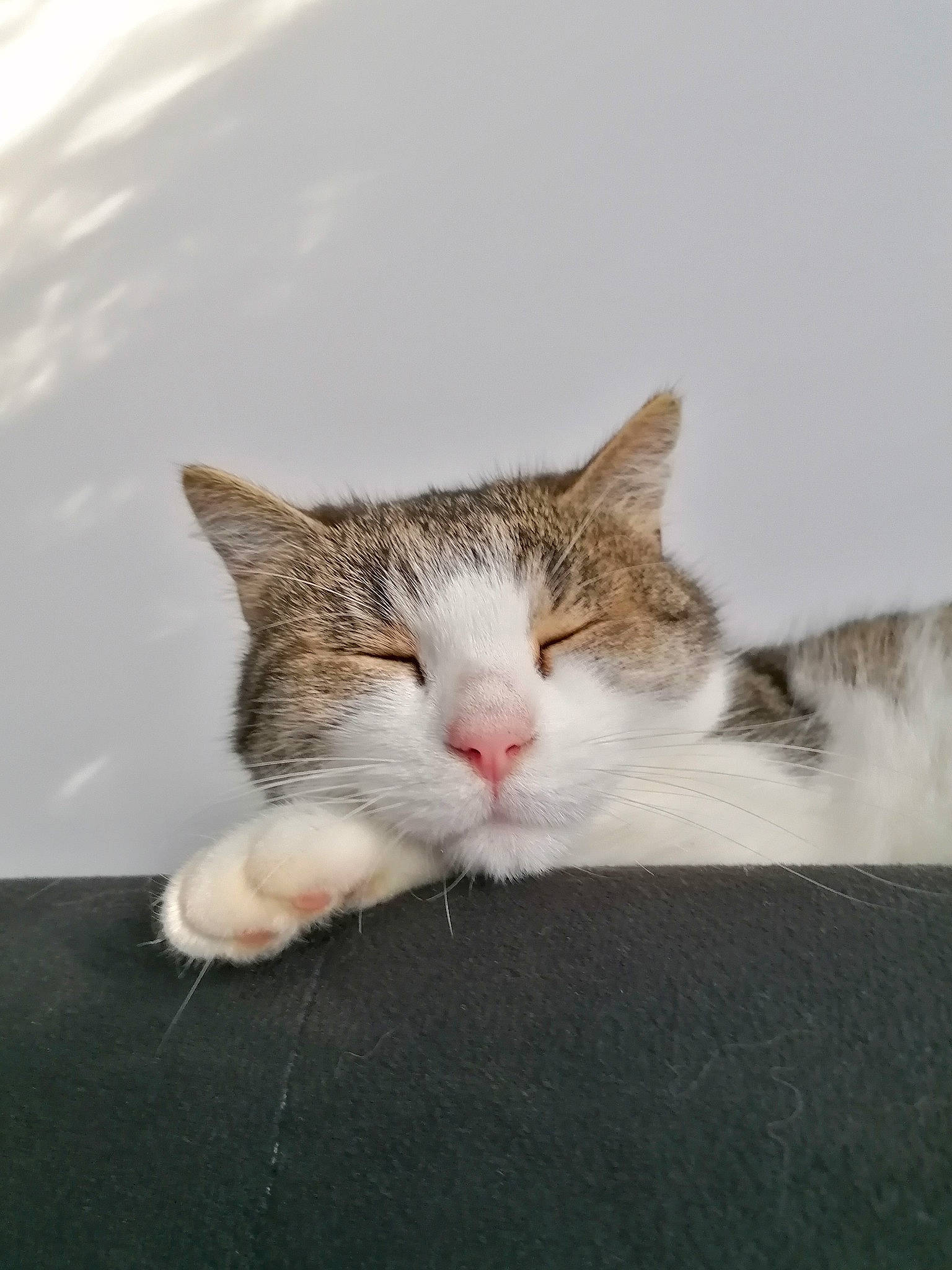 Mystic participe au concours pour gagner de l'argent avec cette photo : carnivore, cat, claw, comfort, domestic_short_haired_cat, eye, felidae, fur, paw, small_to_medium_sized_cats, snout, tail, tree, whiskers, wood