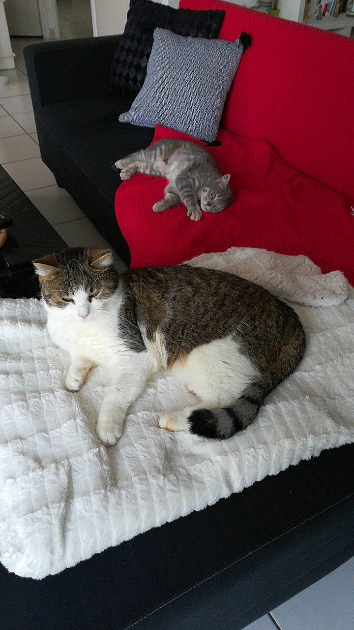 Mystic a rejoint le concours — aidez-le/la à gagner de superbes lots ! carnivore, cat, cat_supply, comfort, domestic_short_haired_cat, fawn, felidae, flooring, fur, grey, linens, nap, paw, pet_supply, room, small_to_medium_sized_cats, tail, whiskers