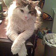 Pearl is registered to the contest to win money with this photo: cat, fluffy, white, brown, paws, crossed_legs, wooden_surface, indoor, feline, pet, animal, relaxed, cluttered_room, trash_bin, butterfly_wings, furniture, domestic, cute, portrait, fur