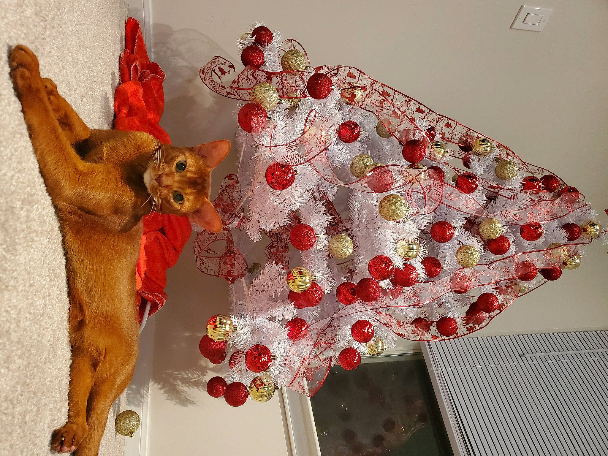 Milo is registered to the contest to win money with this photo: carnivore, chair, christmas_decoration, fawn, felidae, fur, houseplant, interior_design, linens, orange, pattern, peach, plant, room, small_to_medium_sized_cats, tail, tree, twig, window, wood