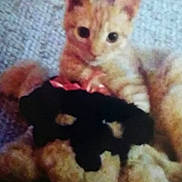 Reeses is registered to the contest to win money with this photo: abyssinian, angora, animal, blackcat, canine, cat, citrusfruit, couch, cushion, dog, furniture, homedecor, kitten, manx, pet, plush, rat, rodent, teddybear, toy