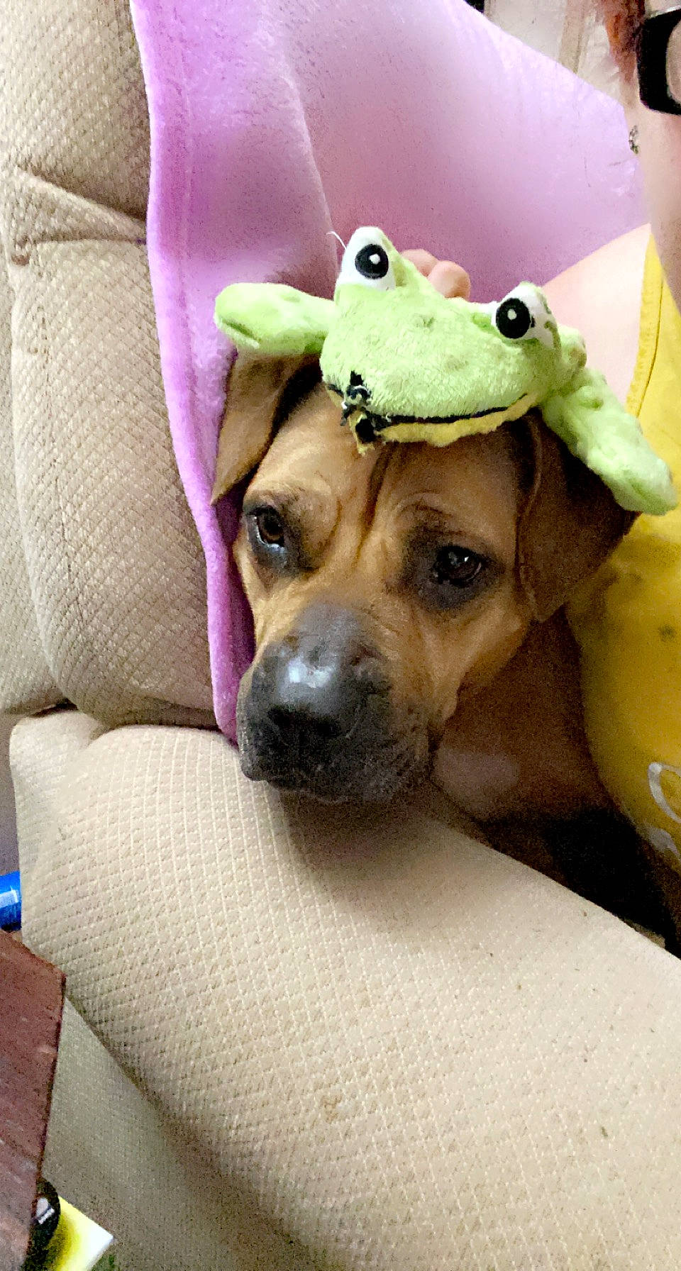 Kiwi is registered to the contest to win money with this photo: canidae, carnivore, comfort, companion_dog, couch, dog, dog_breed, dog_clothes, dog_supply, fawn, fur, linens, personal_protective_equipment, plant, selfie, snout, sporting_group, toy_dog, whiskers, working_animal